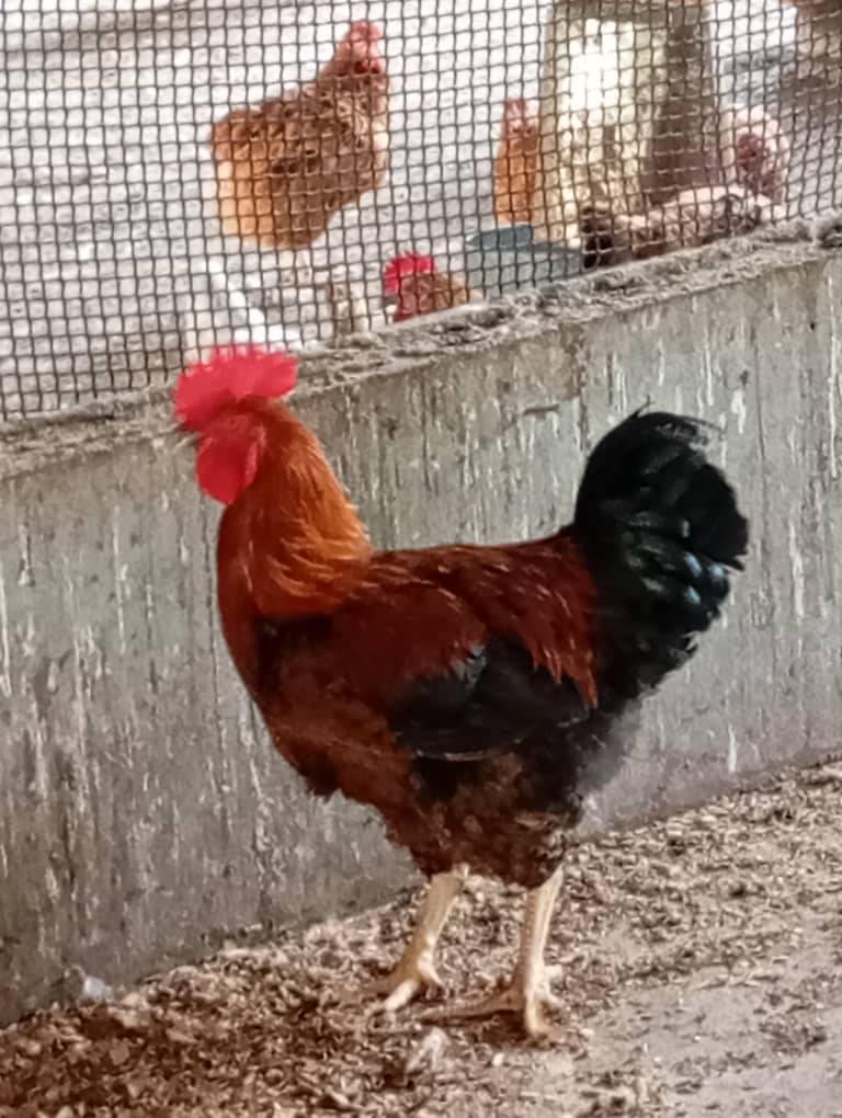 🐓 Poulets Goliath